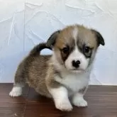 ウェルシュ・コーギー・ペンブローク【千葉県・女の子・2025年11月1日・レッドアンドホワイト】の写真2「断尾をしていないのでしっぽありです。」