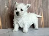 ウエストハイランドホワイトテリア【千葉県・女の子・2025年9月18日・ホワイト】の写真4
