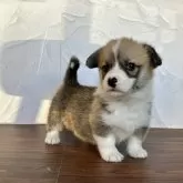 ウェルシュ・コーギー・ペンブローク【千葉県・女の子・2025年11月1日・レッドアンドホワイト】の写真4「黒い差し毛は成長と共に薄くなり綺麗なレッドになっていきます」