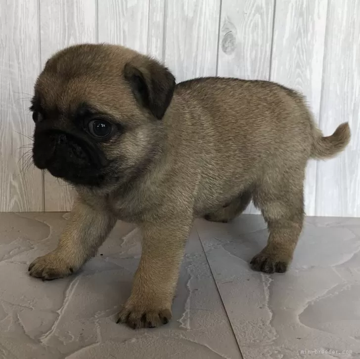 ID：2403-05001の子犬