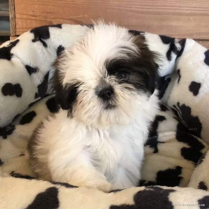 ID:2401-01759の子犬