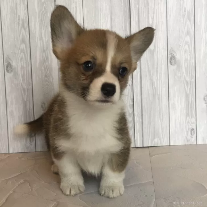 ID:2405-00157の子犬