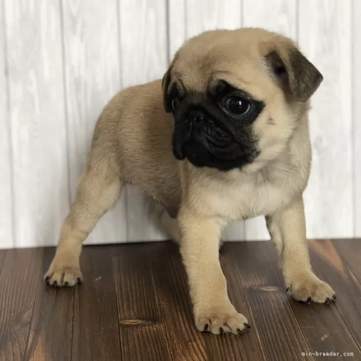 ID:2402-02108の子犬
