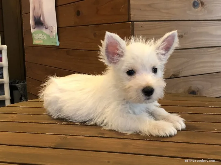 マロン 様のお迎えした子犬