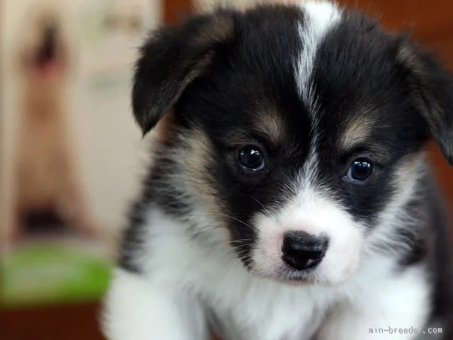 ID:1601-00520の子犬