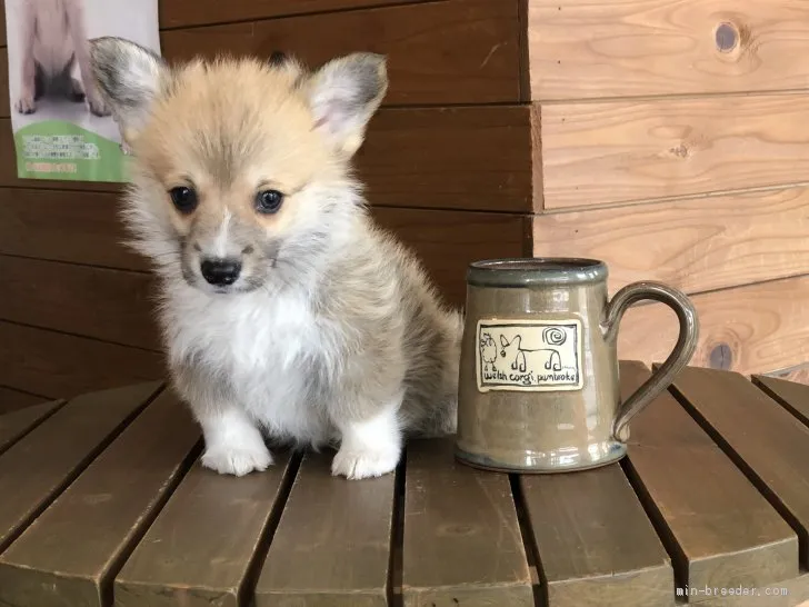 ID:2003-03175の子犬