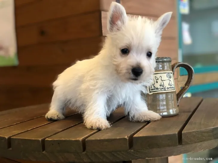 Y.T 様のお迎えした子犬