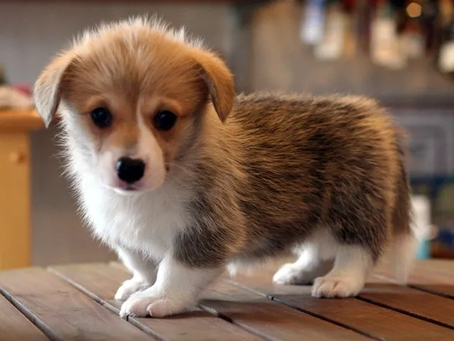 ID:1208-00395の子犬