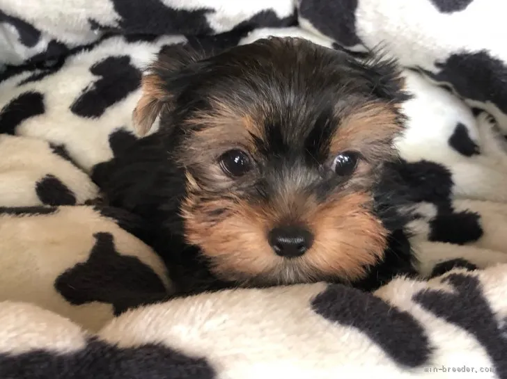 ID:2105-03198の子犬