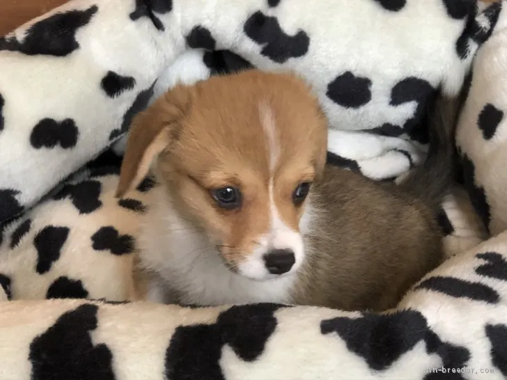 トット 様のお迎えした子犬