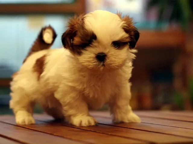 ID:1211-00593の子犬