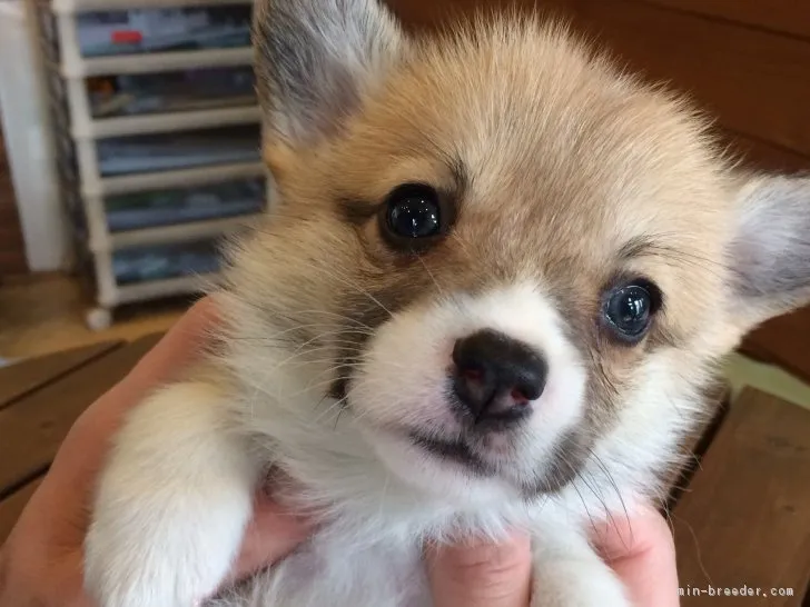 レンゲパパ 様のお迎えした子犬