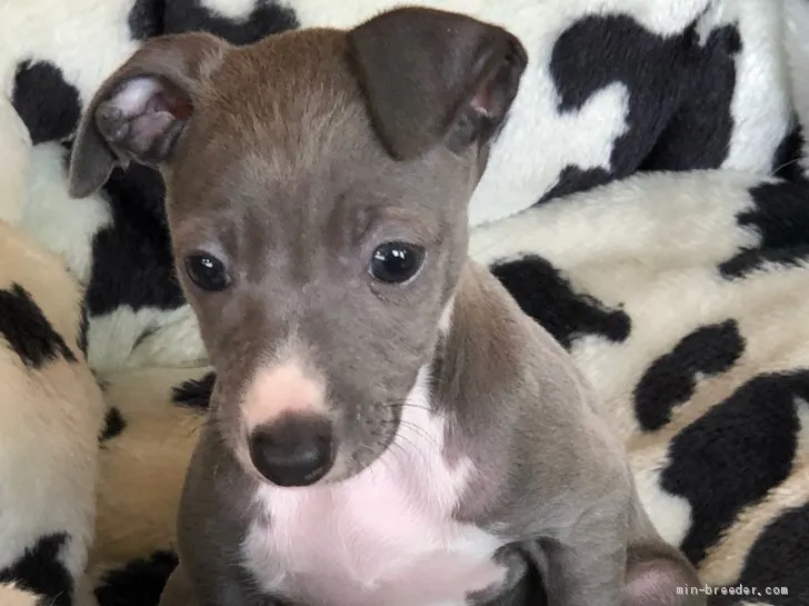 ID：2103-02273の子犬