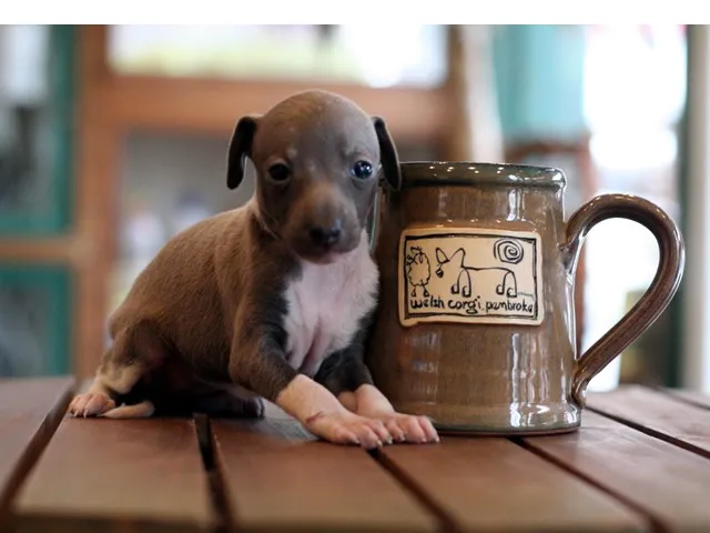 メイちゃん 様のお迎えした子犬