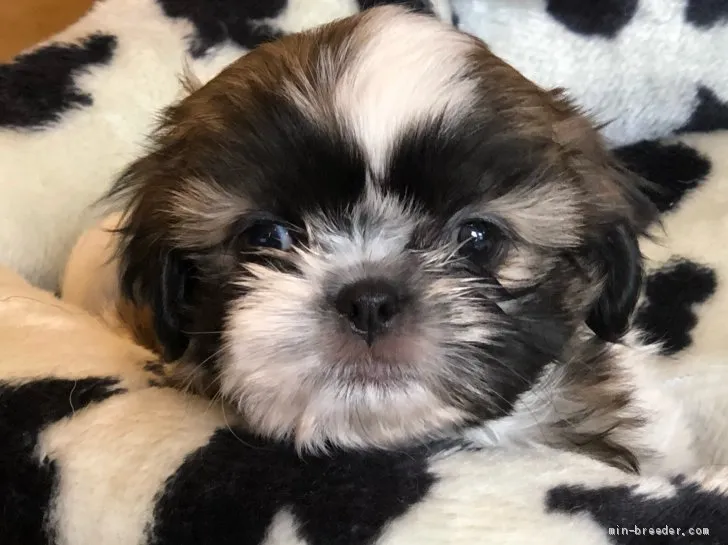 ID:2012-02306の子犬