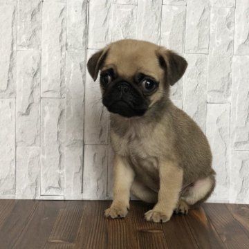 パグ【千葉県・男の子・2023年12月19日・フォーン】の写真「人懐こい性格の良い男の子です。」