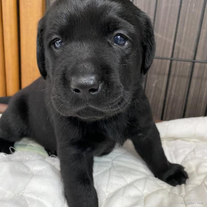 ラブラドールレトリバー 東京都 男の子 22年8月5日 ブラック 天使の黒ラブちゃん みんなのブリーダー 子犬id 28 055