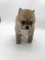 ポメ柴(ポメラニアン×柴犬)【千葉県・男の子・2025年3月1日・オレンジ / 赤】の写真10