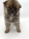 ポメ柴(ポメラニアン×柴犬)【千葉県・女の子・2025年3月8日・オレンジ / 赤】の写真10