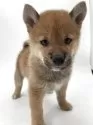 柴犬(標準サイズ)【千葉県・男の子・2025年4月19日・赤】の写真11
