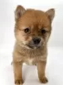 ポメ柴(ポメラニアン×柴犬)【千葉県・女の子・2025年2月1日・オレンジ / 赤】の写真11