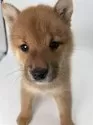 ポメ柴(ポメラニアン×柴犬)【千葉県・男の子・2024年9月21日・オレンジ / 赤】の写真11