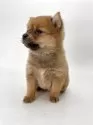 ポメ柴(ポメラニアン×柴犬)【千葉県・女の子・2025年2月1日・オレンジ / 赤】の写真13
