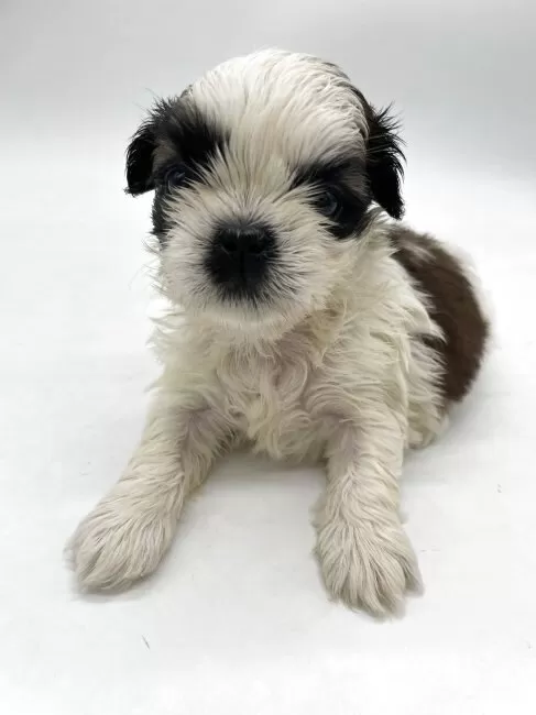 シーズー【千葉県・男の子・2025年8月2日・ホワイト&ゴールド