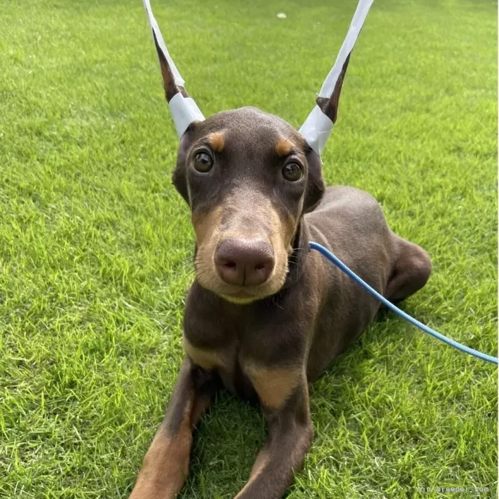 C.C 様のお迎えした子犬