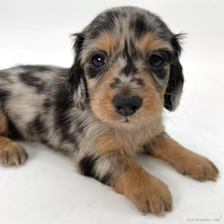 ID:2504-02896の子犬