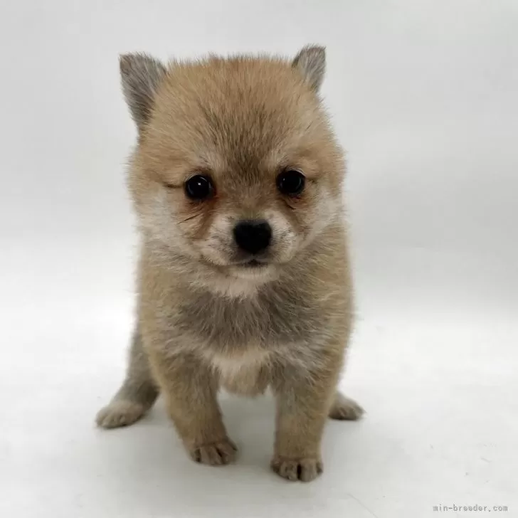 ID:2504-04524の子犬