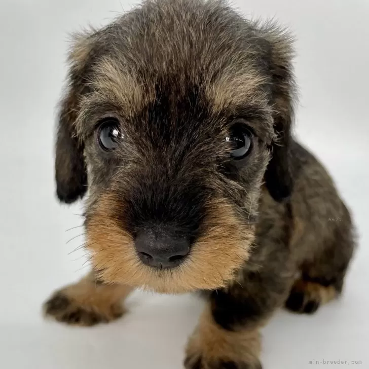 ID:2411-01823の子犬