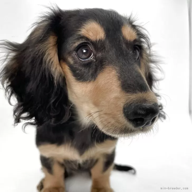 M.K 様のお迎えした子犬