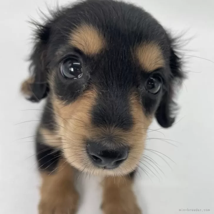 ID：2411-05638の子犬