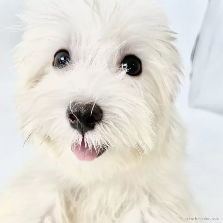 ID:2409-07750の子犬