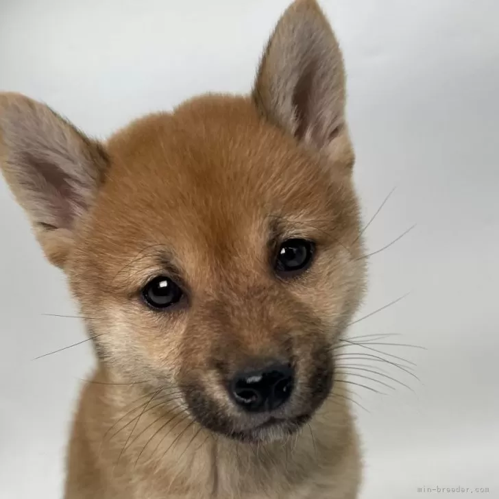 T.Y 様のお迎えした子犬