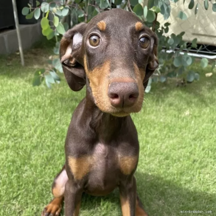 Neun&Elna 様のお迎えした子犬