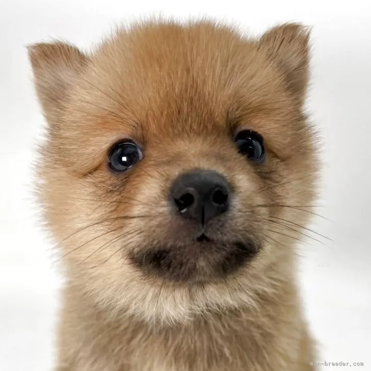 はる 様のお迎えした子犬
