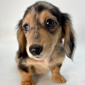 ミニチュアダックスフンド(ロング)【千葉県・男の子・2025年8月30日・ダップル】の写真「世界に一匹だけの特別な存在✨」