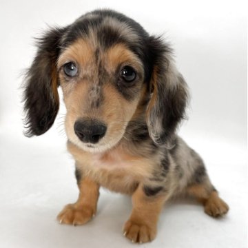 ミニチュアダックスフンド(ロング)【千葉県・男の子・2025年8月30日・ダップル】の写真「世界に一匹だけの特別な存在✨」