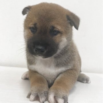 柴犬(標準サイズ)【千葉県・男の子・2025年9月11日・赤】の写真「抱き心地の良い男の子⭐️」