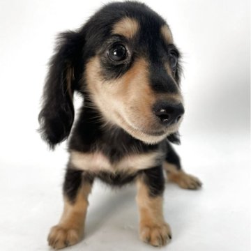 ミニチュアダックスフンド(ロング)【千葉県・女の子・2025年8月29日・ブラック&イエロー】の写真「きれいな配色が映える、可愛いダックスの女の子」