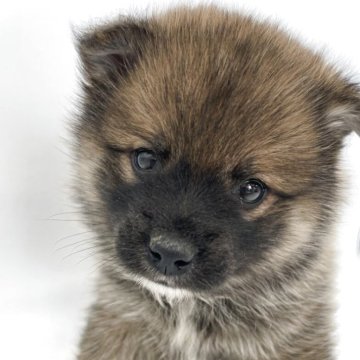 ポメ柴(ポメラニアン×柴犬)【千葉県・男の子・2025年3月8日・オレンジ / 赤】の写真「両親の良い所どり✨」