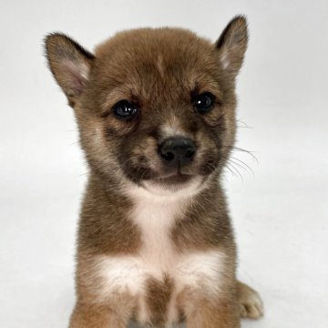 柴犬(標準サイズ)【千葉県・男の子・2025年9月5日・赤】の写真「小さな男の子☺」