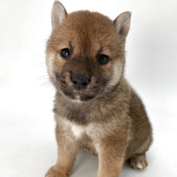 柴犬(標準サイズ)【千葉県・男の子・2025年10月12日・赤】の写真「まんまるかわいい男の子☺」