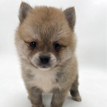 ポメ柴(ポメラニアン×柴犬)【千葉県・男の子・2025年3月1日・オレンジ / 赤】の写真「両親の良い所どり✨」