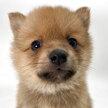 ポメ柴(ポメラニアン×柴犬)【千葉県・男の子・2025年2月1日・オレンジ / 赤】の写真「両親の良い所どり✨」