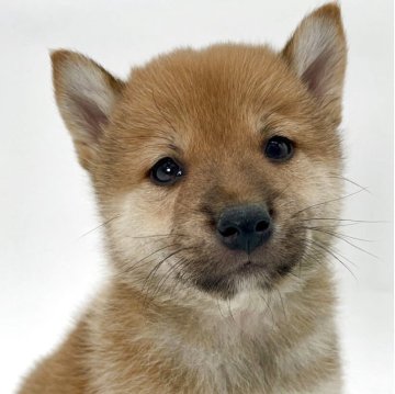 柴犬(標準サイズ)【千葉県・男の子・2025年4月19日・赤】の写真「忠実で愛らしい柴犬兄弟⭐️」