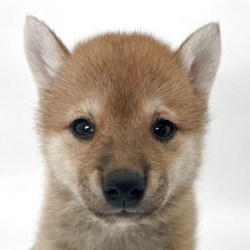 柴犬(標準サイズ)【千葉県・女の子・2025年4月24日・赤】の写真「忠実で愛らしい柴犬兄弟⭐️」