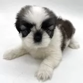 シーズー